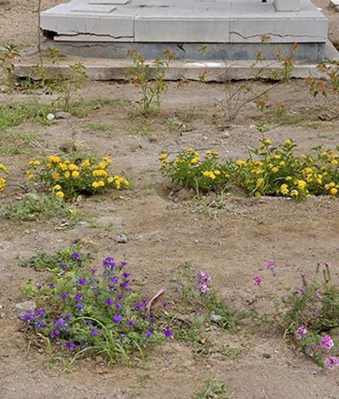 I vantaggi del giardino impollinatore di Artemisa risaltano nel Panteón Yáñez