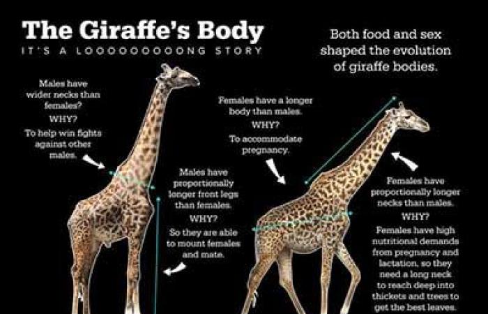 Le giraffe femmine hanno il collo più lungo per nutrire i loro piccoli.