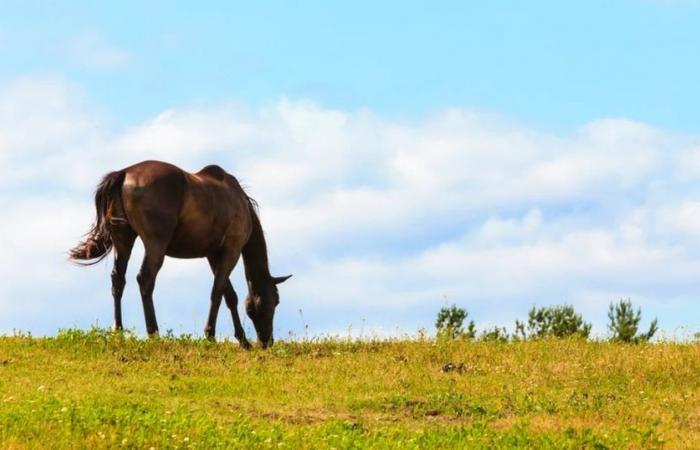 L’Argentina ha aperto il mercato cileno per l’esportazione di cavalli