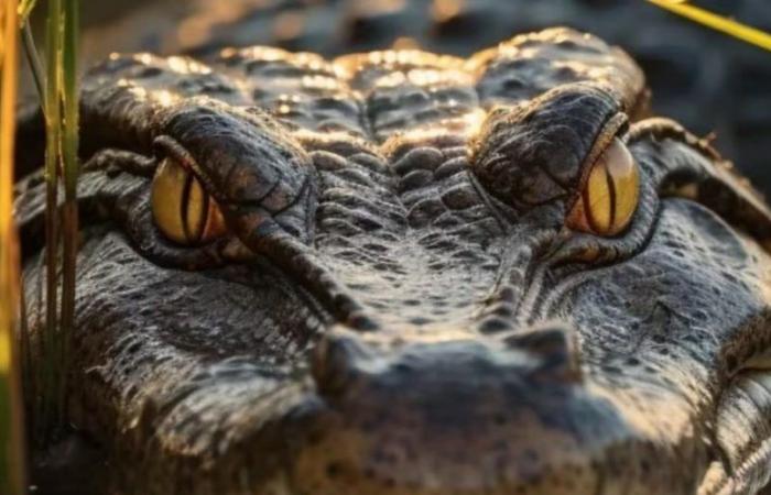 Australia: un coccodrillo che inseguiva bambini e animali domestici è stato ucciso e mangiato