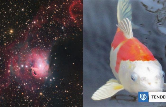 Catturano un immenso “pesce Koi” nello spazio dall’Osservatorio del Paranal, in Cile | Scienze e tecnologia