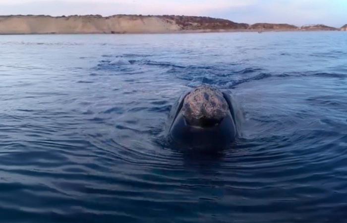 Video| Una bellissima esperienza a Puerto Madryn: la balena e il suo cucciolo sono arrivati ​​a pochi metri dalla barca