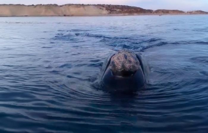 Video| Una bellissima esperienza a Puerto Madryn: la balena e il suo cucciolo sono arrivati ​​a pochi metri dalla barca