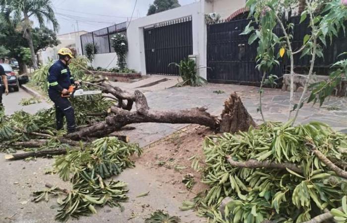 A causa dei forti venti; L’ufficio del sindaco di Santa Cruz ha assistito a cinque casi di emergenza