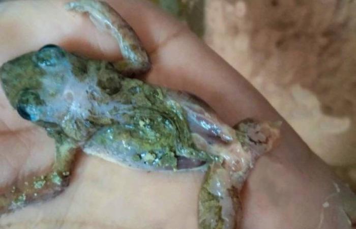 Trovano una rana morta nella carne macinata di una macelleria a Santiago de Cuba