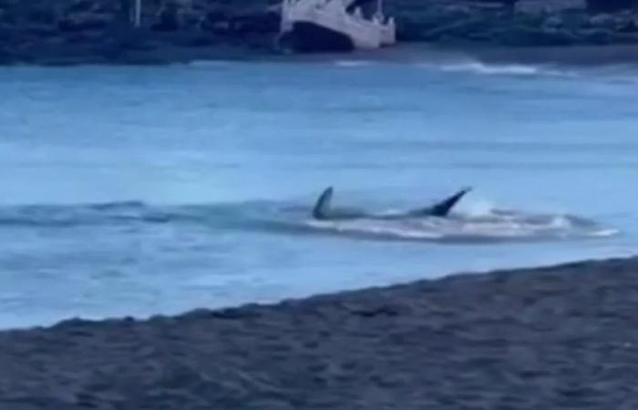 Uno squalo di due metri che si è avvicinato alla riva scatena il panico sulla spiaggia di Melenara (Gran Canaria)