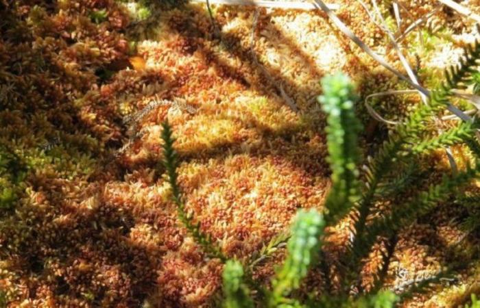 Da un muschio a una pianta carnivora: perché si studia la biodiversità di Puerto Blest