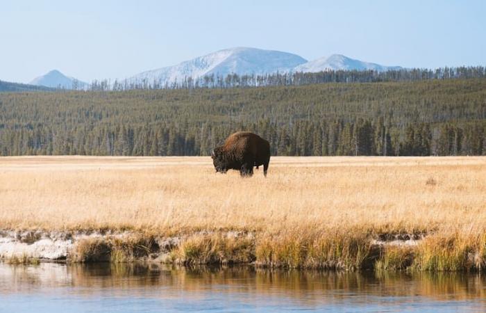 A Yellowstone nasce un animale raro: perché è legato al “secondo arrivo” di Gesù Cristo