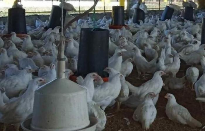 L’allevamento di pollame di Sancti Spíritus ospita la sperimentazione clinica del vaccino › Cuba › Granma