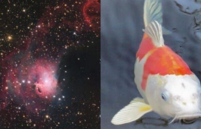 Un “pesce Koi” nello spazio: nebulosa colorata catturata dall’osservatorio nella regione di Antofagasta