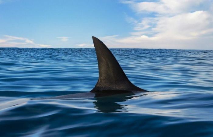 Panico per la comparsa di uno squalo di due metri su una spiaggia in Spagna
