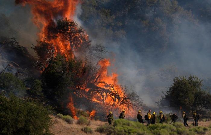 Un’ampia area di vegetazione a Los Angeles viene distrutta da un incendio
