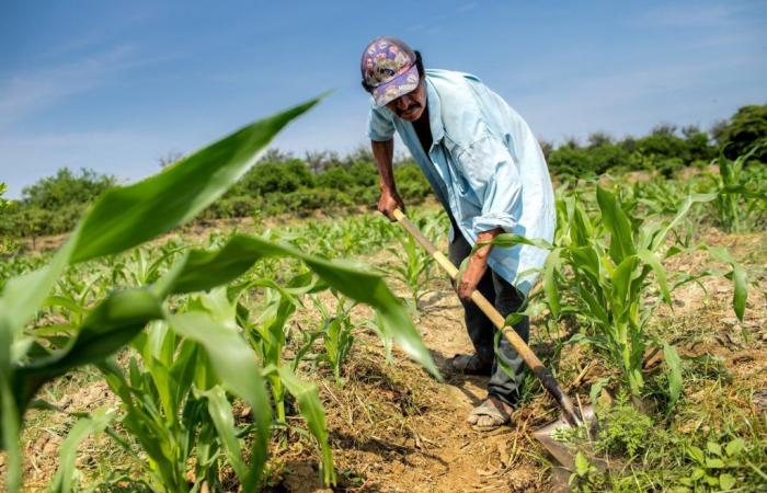 L’agroindustria di Cordoba rappresenta solo il 14% del PIL, ma nonostante il suo potenziale non è ancora decollato