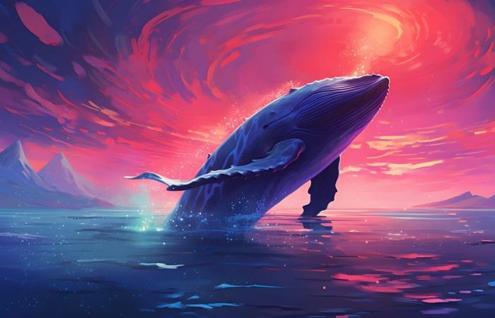 Le balene di Ethereum accelerano i loro acquisti a causa del calo dei prezzi