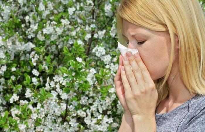 ALLERGIE A CÓRDOBA | Hai allergie? Controlla i livelli di polline a Córdoba questa settimana