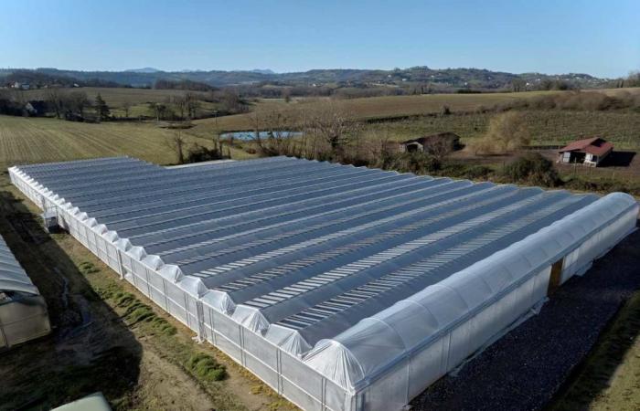 Un agricoltore francese lancia il primo impianto di coltivazione di fragole coperto da pannelli fotovoltaici semitrasparenti e schermi ombreggianti dinamici