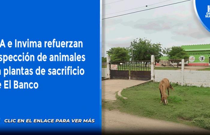 ICA e Invima rafforzano l’ispezione degli animali nei macelli di El Banco