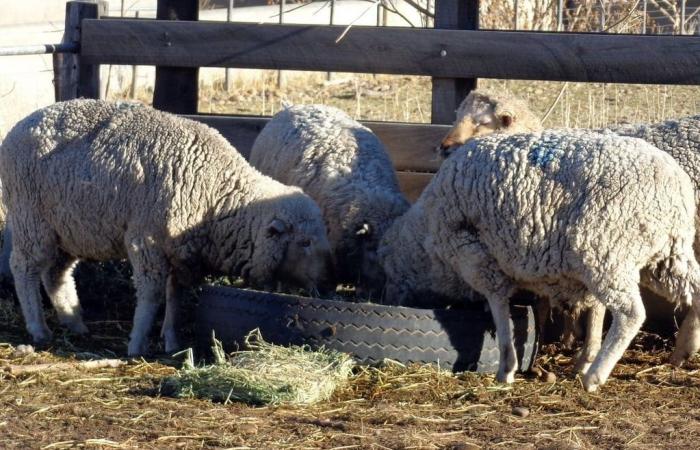 Pecore pesanti, una proposta per espandere l’attività nell’area centrale : : Mirador Provincial : : Santa Fe News