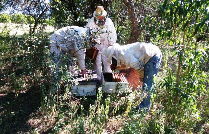 Apicoltura: Entre Ríos lavora per prevenire il piccolo scarabeo dell’alveare