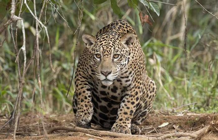Jaguar fugge da un bioparco e fa scattare l’allarme in città; La polizia conferma un decesso