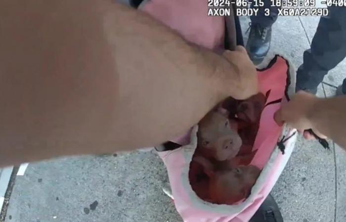 “Potevano morire in 5 minuti”: il drammatico salvataggio di cinque cuccioli intrappolati in una borsa termica