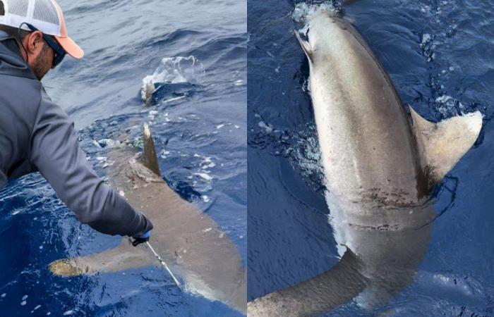 Taggano uno squalo pinna bianca per la prima volta sull’isola