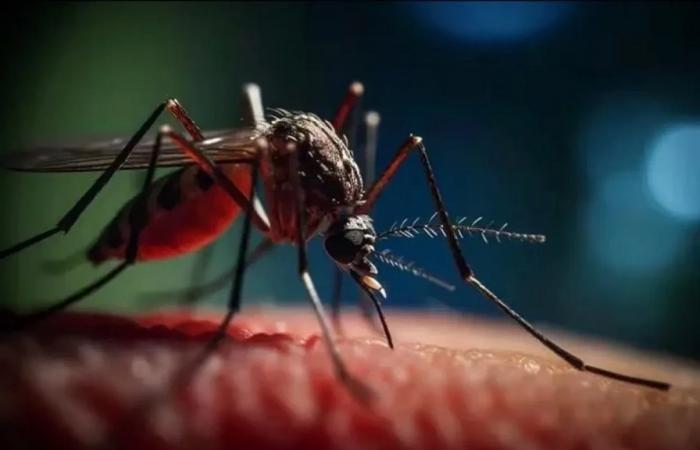 Dengue e Oropouche nelle Americhe: cosa fare contro la malattia? › Cuba › Granma