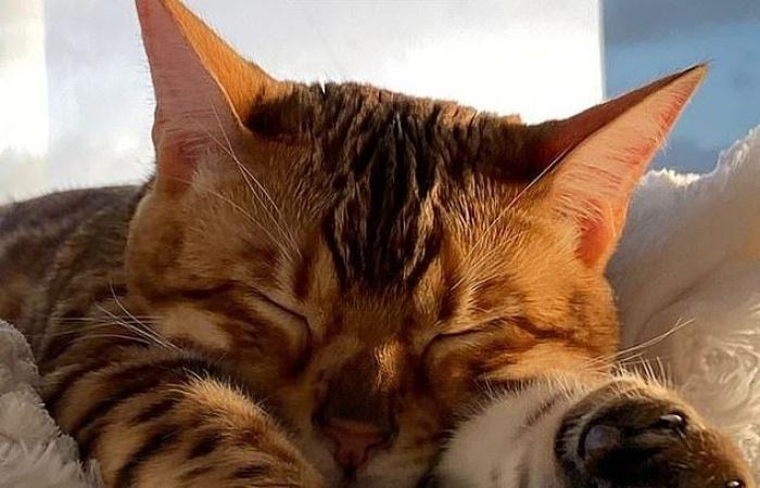 L’influencer della Gold Coast scoppia in lacrime quando finalmente si riunisce con il suo amato gatto del Bengala dopo che era stato “rubato” e scomparso da mesi.