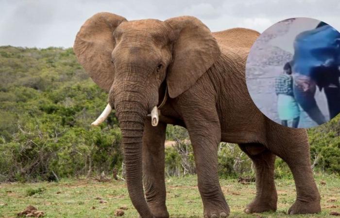 Video | L’elefante ha attaccato e ucciso il suo custode dopo averlo colpito con un bastone.