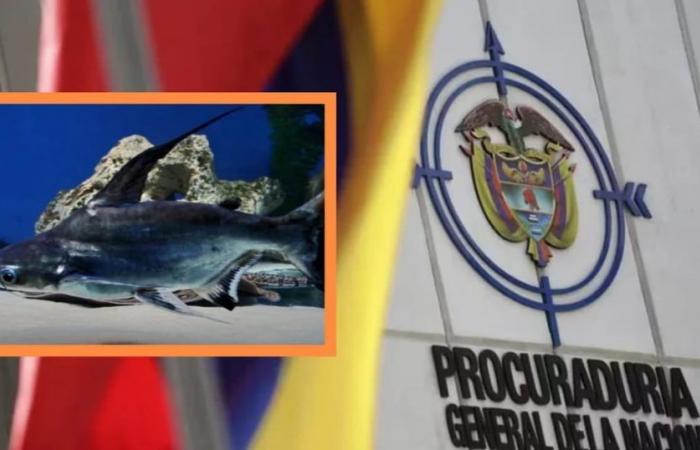 La Procura Generale ha chiesto all’Aunap una relazione sul problema del pesce basa, una specie invasiva in Colombia