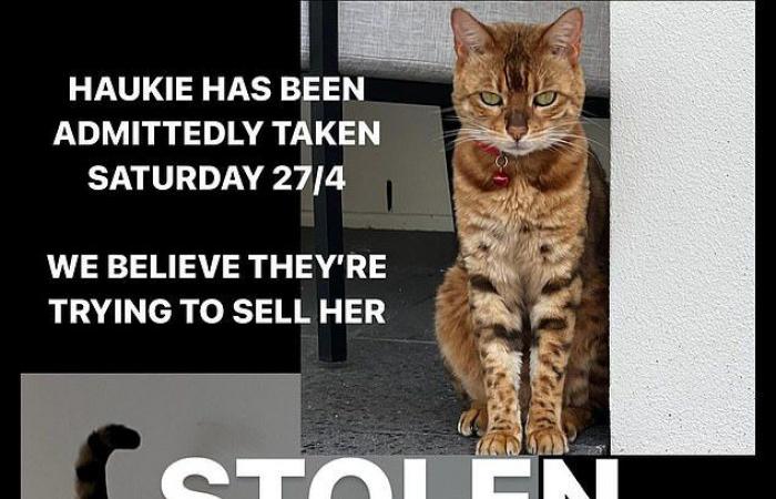 L’influencer della Gold Coast scoppia in lacrime quando finalmente si riunisce con il suo amato gatto del Bengala dopo che era stato “rubato” e scomparso da mesi.