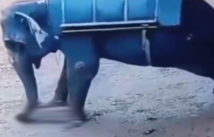 Scioccante: un uomo è stato schiacciato a morte da un elefante in uno zoo