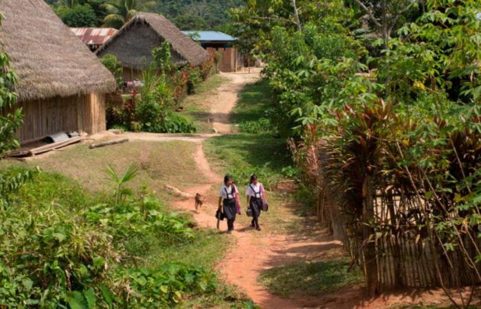 Amazonas: 532 ragazze abusate e solo 112 insegnanti licenziate|Ministero dell’Istruzione | Awajun | Società