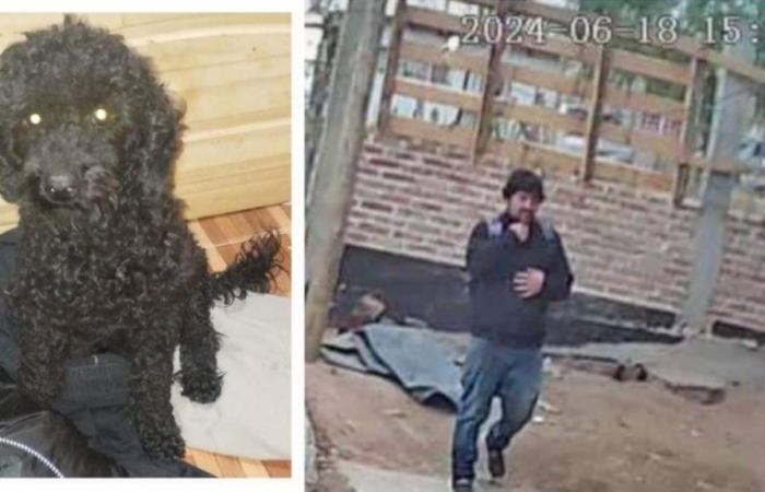 Cercano disperatamente un cane rubato a Neuquén