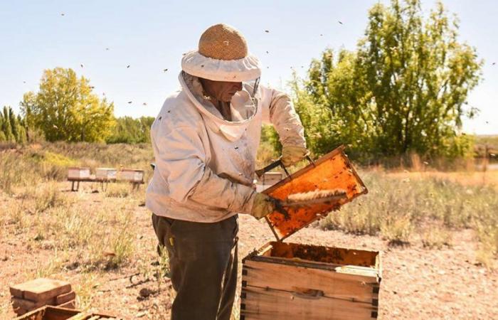 Gli apicoltori di Neuquén parteciperanno all’Incontro federale dell’apicoltura