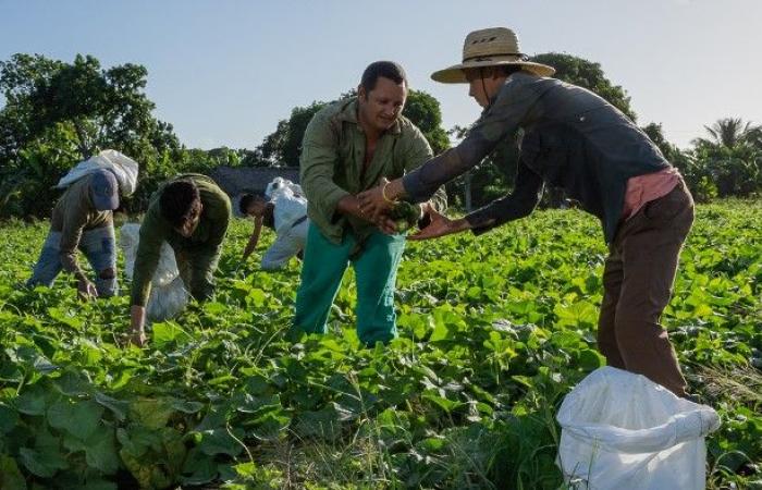 Nuovi sistemi di irrigazione: la FAO e l’UE continuano a investire nell’impoverita agricoltura cubana