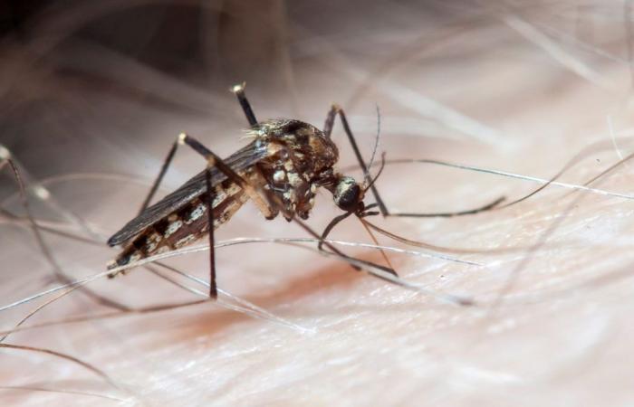 Córdoba registra un aumento del 46% dei casi di dengue nel 2024