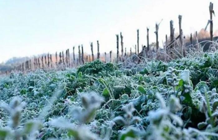 Gelo a Cordoba. La prima settimana d’inverno è iniziata con temperature sotto lo zero • Agro Verdad