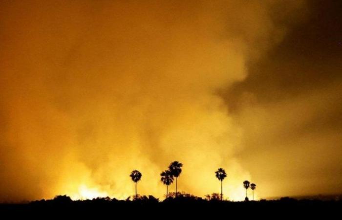 Incendi in Brasile: Mato Grosso do Sul in stato di emergenza per le fiamme che devastano il Pantanal
