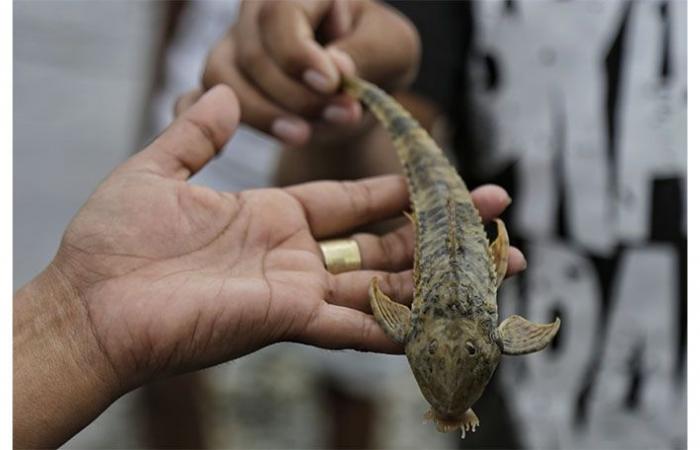 Introducono patatine ai pesci del fiume Cauca a Hidroituango per la loro conservazione