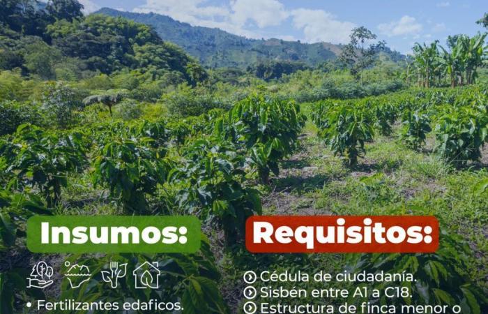 I piccoli coltivatori di caffè di Manizales avranno sconti del 30% sull’acquisto dei fattori di produzione: il Ministero dell’Agricoltura ha aperto il bando