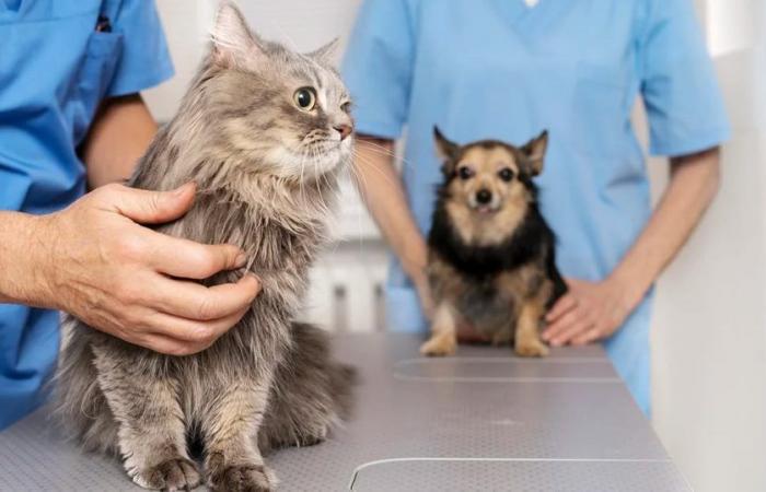L’Unione Europea sta preparando una legge sul welfare per cani e gatti: questi saranno i principi fondamentali