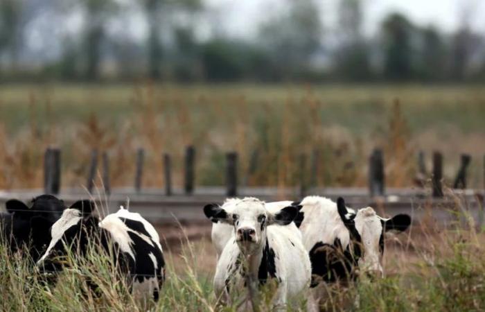 Tasse per la flatulenza di mucche e maiali, l’iniziativa della Danimarca per prendersi cura dell’ambiente