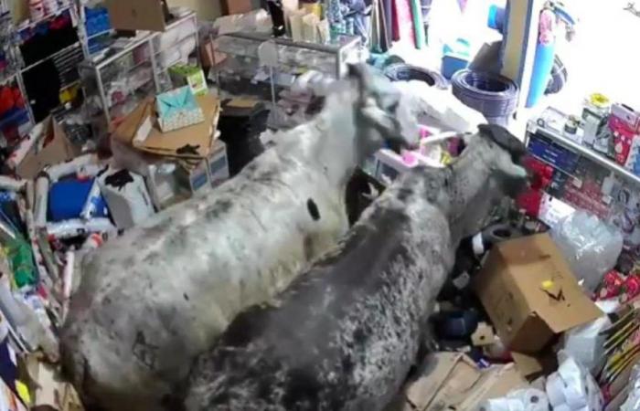 Nel video si vedevano due bovini che entravano in un locale commerciale a Cauca e distruggevano la merce