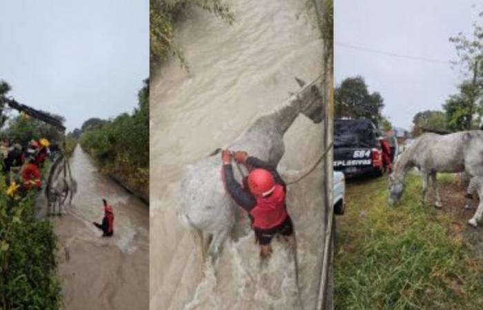 Hanno salvato un cavallo caduto in un canale che devia dalla diga di La Ciénaga