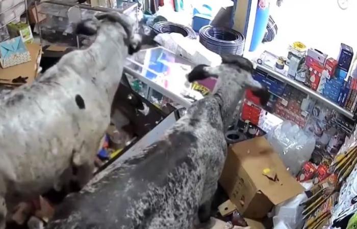Nel video | Come pensi? Due mucche sono entrate in un locale commerciale a Cauca e hanno distrutto tutto