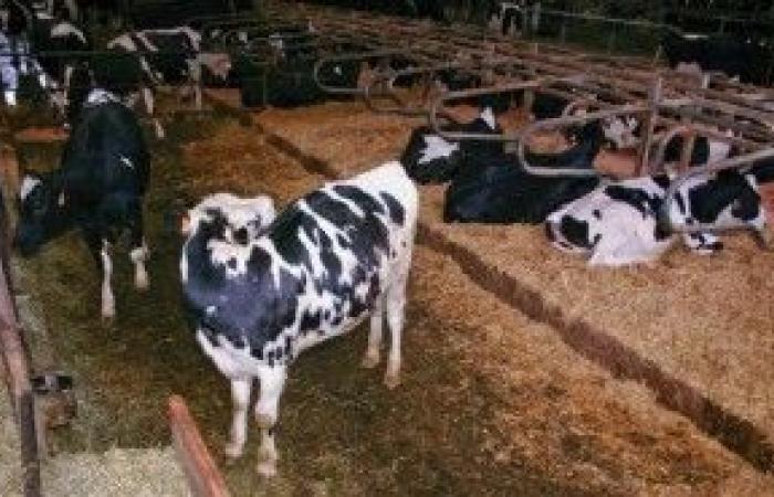 L’EFSA individua problemi di benessere nella macellazione di ovini e caprini negli allevamenti di bestiame