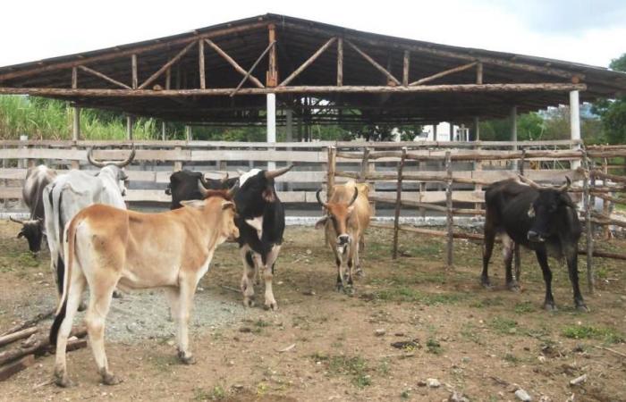Le ispezioni statali rilevano migliaia di illegalità nel settore agricolo di Pinar del Río