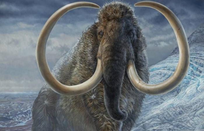 Gli ultimi mammut lanosi Wrangel sono sopravvissuti per migliaia di anni nonostante la consanguineità, indica lo studio | Ecologia | Rivista