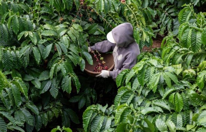 Huila, Antioquia e Tolima sono i dipartimenti che guidano la produzione del caffè
